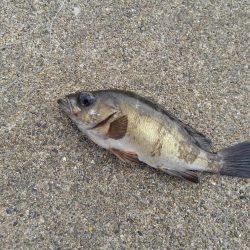 越前海岸でエギング